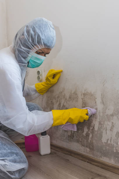 Best Mold Remediation for Healthcare Facilities  in Cambridge, WI